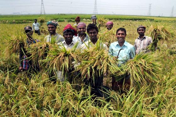 ৪ শতাংশ সুদে অব্যাহত থাকবে বিশেষ কৃষিঋণ