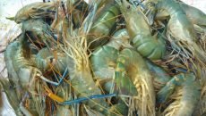 লোডশেডিংয়ে চিংড়ি রফতানির লক্ষ্যমাত্রা অর্জন নিয়ে শঙ্কা