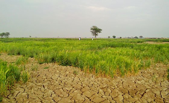 অনুর্বর জমির পরিমাণ বাড়ছে দেশে